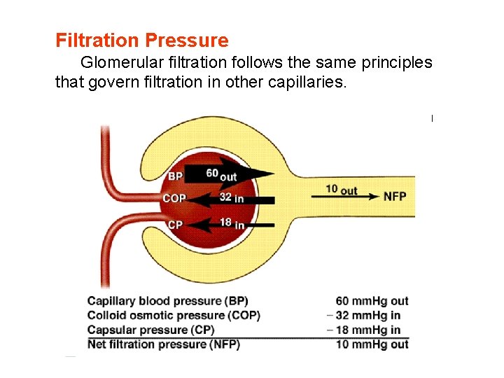Filtration Pressure Glomerular filtration follows the same principles that govern filtration in other capillaries. Filtration Pressure Glomerular filtration follows the same principles that govern filtration in other capillaries.