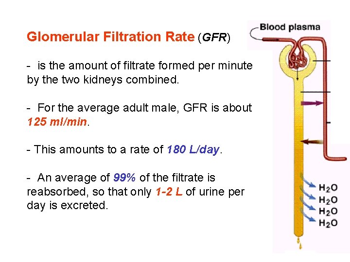Glomerular Filtration Rate (GFR) - is the amount of filtrate formed per minute by Glomerular Filtration Rate (GFR) - is the amount of filtrate formed per minute by