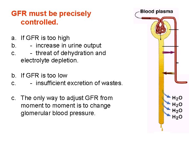 GFR must be precisely controlled. a. If GFR is too high b. - increase GFR must be precisely controlled. a. If GFR is too high b. - increase