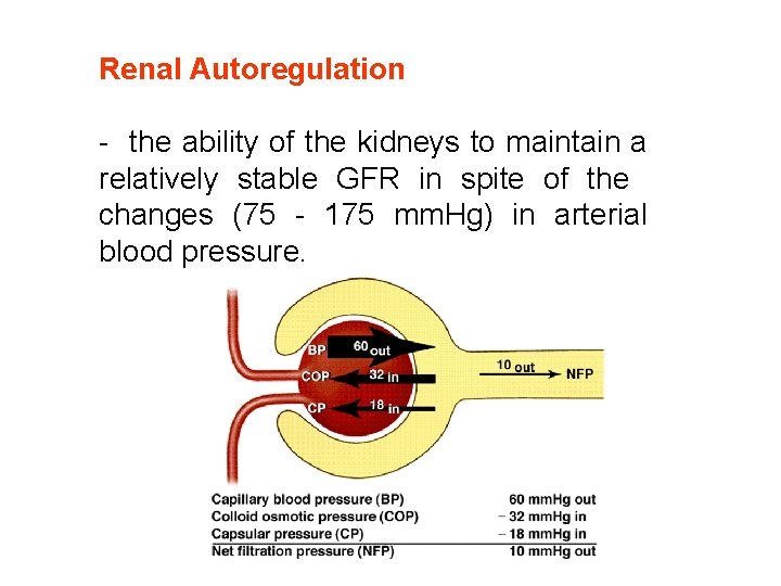 Renal Autoregulation - the ability of the kidneys to maintain a relatively stable GFR Renal Autoregulation - the ability of the kidneys to maintain a relatively stable GFR