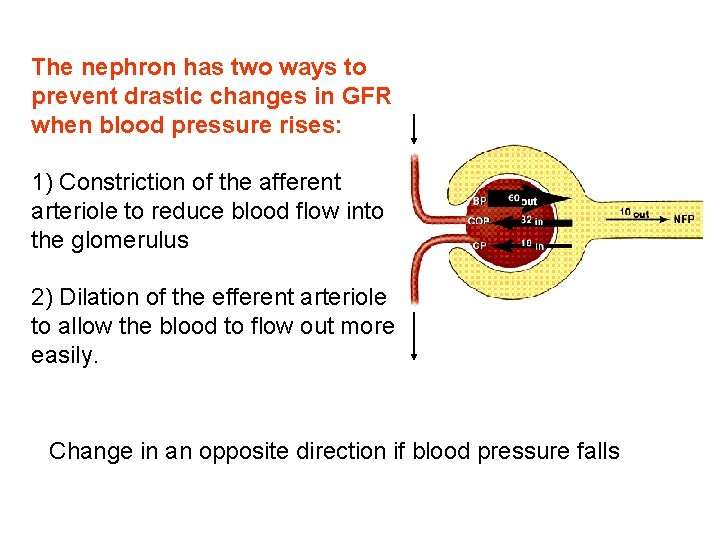 The nephron has two ways to prevent drastic changes in GFR when blood pressure The nephron has two ways to prevent drastic changes in GFR when blood pressure