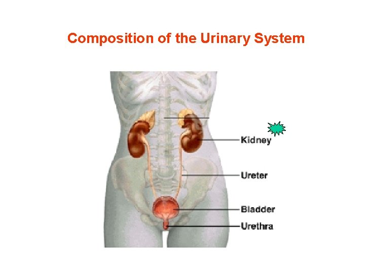 Composition of the Urinary System Composition of the Urinary System