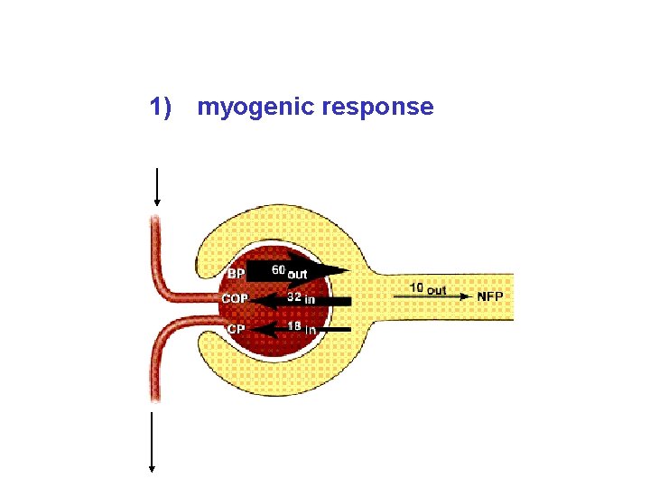 1) myogenic response 1) myogenic response