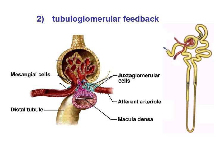 2) tubuloglomerular feedback 2) tubuloglomerular feedback
