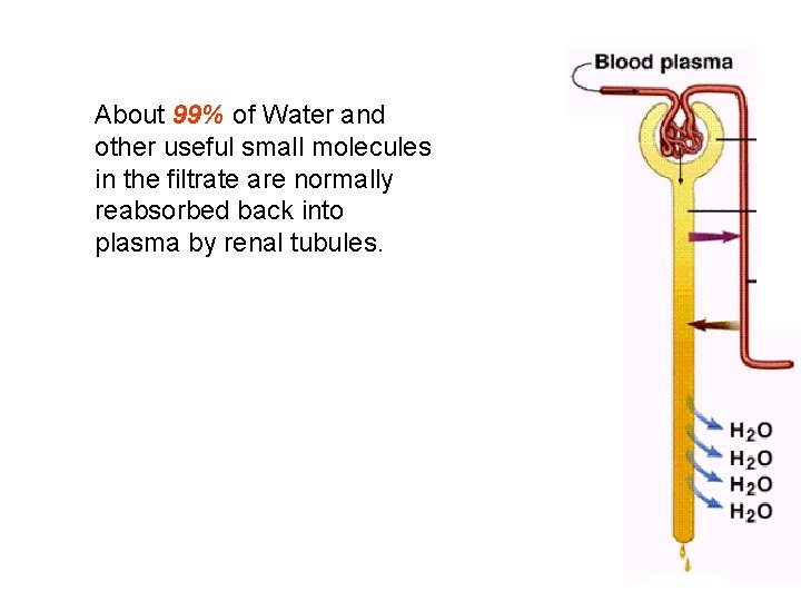 About 99% of Water and other useful small molecules in the filtrate are normally About 99% of Water and other useful small molecules in the filtrate are normally