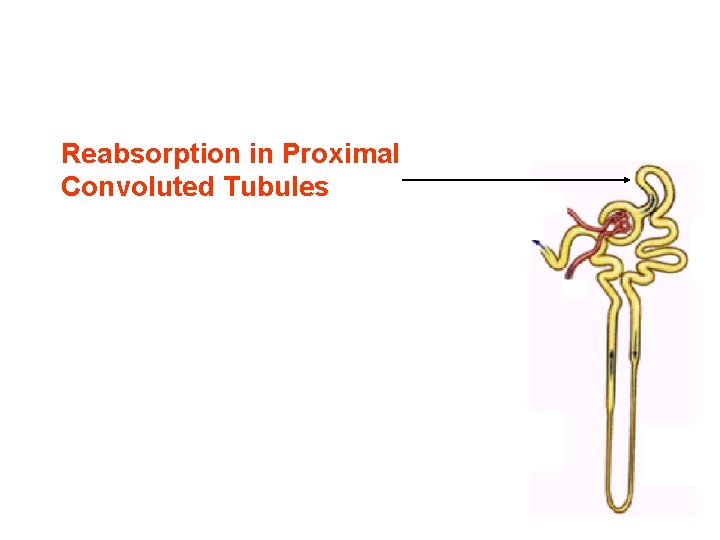 Reabsorption in Proximal Convoluted Tubules Reabsorption in Proximal Convoluted Tubules