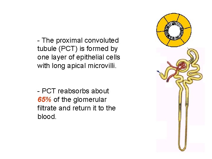 - The proximal convoluted tubule (PCT) is formed by one layer of epithelial cells - The proximal convoluted tubule (PCT) is formed by one layer of epithelial cells