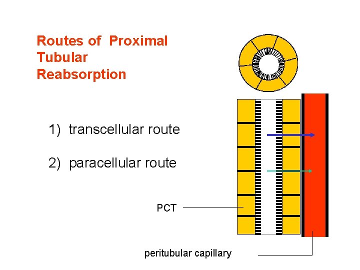Routes of Proximal Tubular Reabsorption 1) transcellular route 2) paracellular route PCT peritubular capillary Routes of Proximal Tubular Reabsorption 1) transcellular route 2) paracellular route PCT peritubular capillary