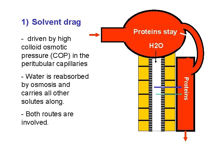 1) Solvent drag - driven by high colloid osmotic pressure (COP) in the peritubular 1) Solvent drag - driven by high colloid osmotic pressure (COP) in the peritubular