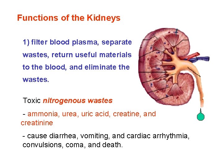 Functions of the Kidneys 1) filter blood plasma, separate wastes, return useful materials to Functions of the Kidneys 1) filter blood plasma, separate wastes, return useful materials to