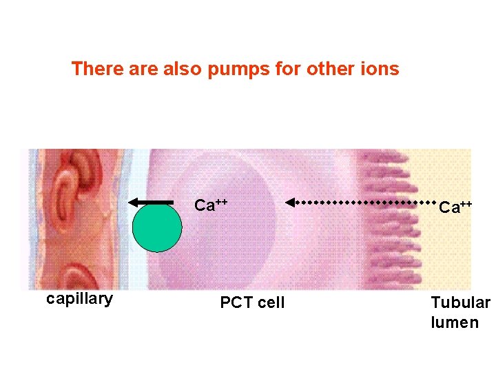 There also pumps for other ions Ca++ capillary PCT cell Ca++ Tubular lumen There also pumps for other ions Ca++ capillary PCT cell Ca++ Tubular lumen