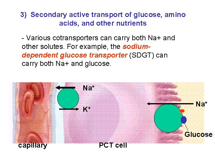 3) Secondary active transport of glucose, amino acids, and other nutrients - Various cotransporters 3) Secondary active transport of glucose, amino acids, and other nutrients - Various cotransporters