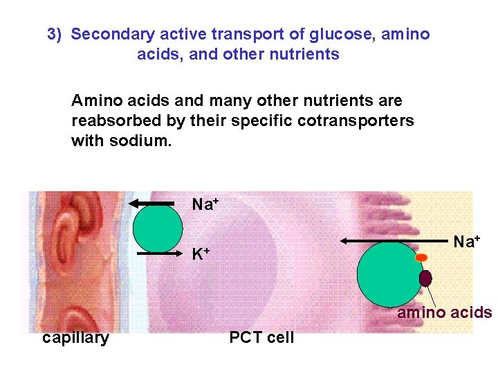 3) Secondary active transport of glucose, amino acids, and other nutrients Amino acids and 3) Secondary active transport of glucose, amino acids, and other nutrients Amino acids and