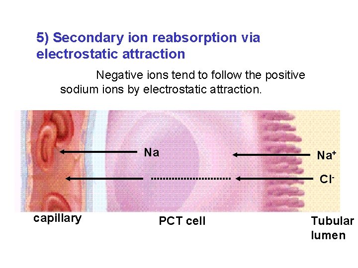 5) Secondary ion reabsorption via electrostatic attraction Negative ions tend to follow the positive 5) Secondary ion reabsorption via electrostatic attraction Negative ions tend to follow the positive