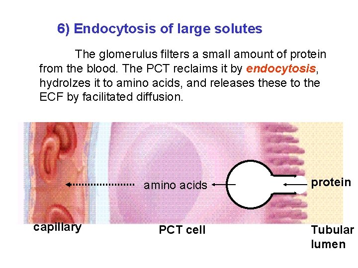 6) Endocytosis of large solutes The glomerulus filters a small amount of protein from 6) Endocytosis of large solutes The glomerulus filters a small amount of protein from