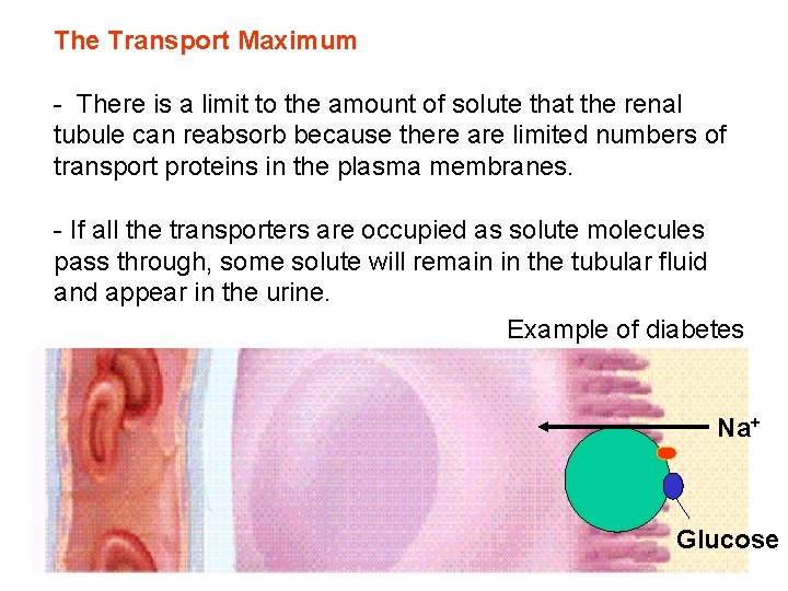 The Transport Maximum - There is a limit to the amount of solute that The Transport Maximum - There is a limit to the amount of solute that