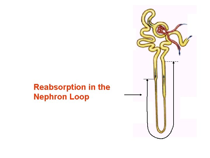 Reabsorption in the Nephron Loop Reabsorption in the Nephron Loop