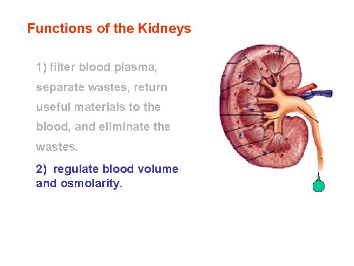 Functions of the Kidneys 1) filter blood plasma, separate wastes, return useful materials to Functions of the Kidneys 1) filter blood plasma, separate wastes, return useful materials to