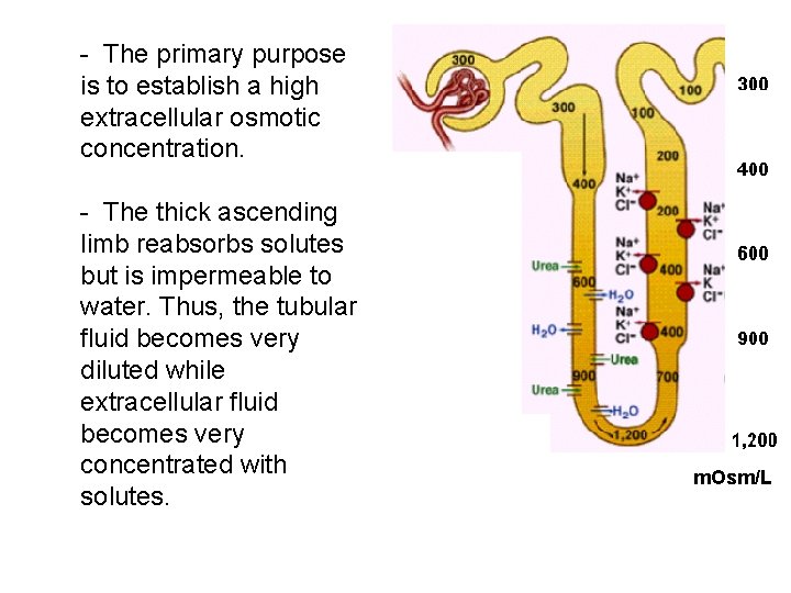 - The primary purpose is to establish a high extracellular osmotic concentration. - The - The primary purpose is to establish a high extracellular osmotic concentration. - The