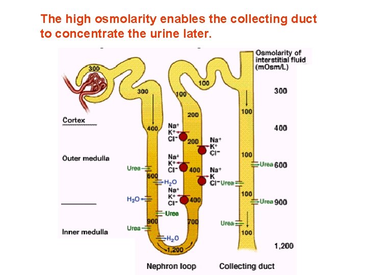 The high osmolarity enables the collecting duct to concentrate the urine later. The high osmolarity enables the collecting duct to concentrate the urine later.