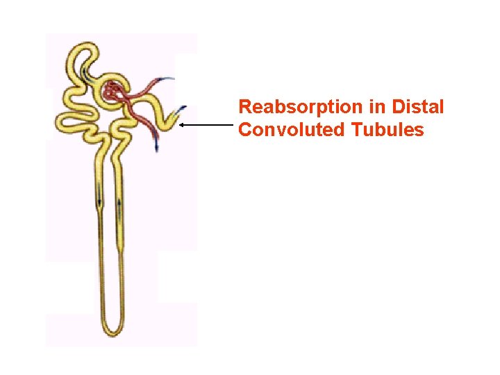 Reabsorption in Distal Convoluted Tubules Reabsorption in Distal Convoluted Tubules