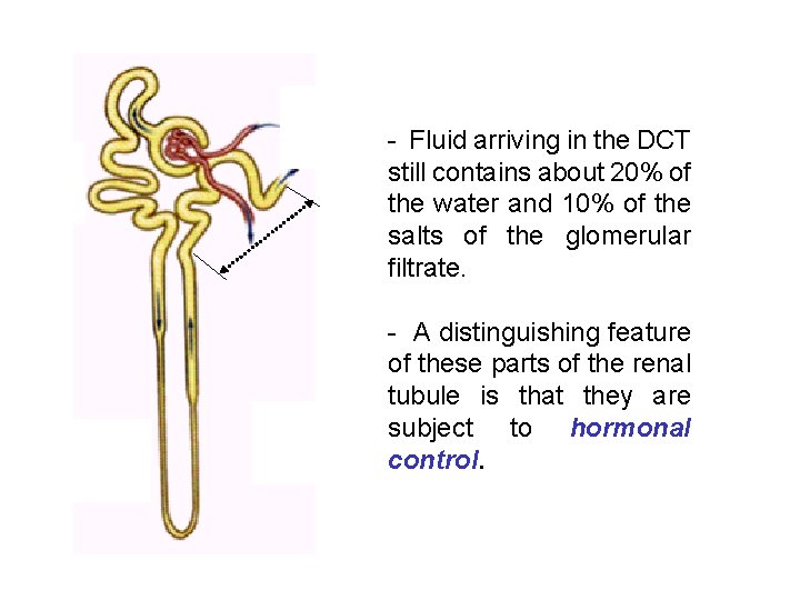 - Fluid arriving in the DCT still contains about 20% of the water and - Fluid arriving in the DCT still contains about 20% of the water and