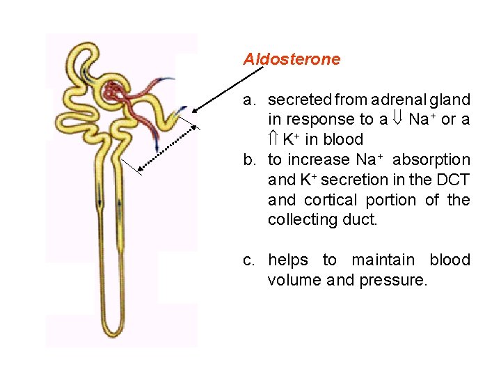 Aldosterone a. secreted from adrenal gland in response to a Na+ or a K+ Aldosterone a. secreted from adrenal gland in response to a Na+ or a K+