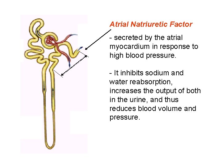 Atrial Natriuretic Factor - secreted by the atrial myocardium in response to high blood Atrial Natriuretic Factor - secreted by the atrial myocardium in response to high blood