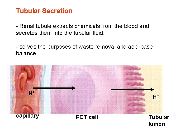 Tubular Secretion - Renal tubule extracts chemicals from the blood and secretes them into Tubular Secretion - Renal tubule extracts chemicals from the blood and secretes them into