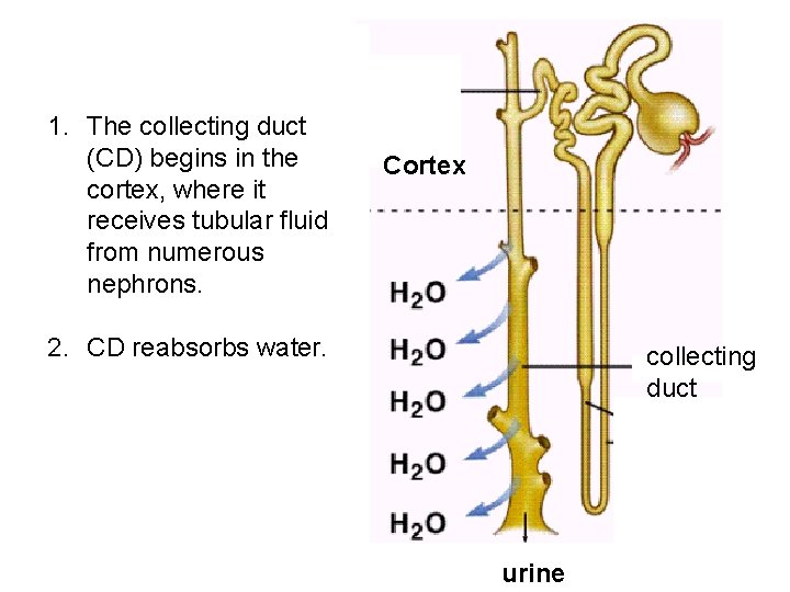 1. The collecting duct (CD) begins in the cortex, where it receives tubular fluid 1. The collecting duct (CD) begins in the cortex, where it receives tubular fluid
