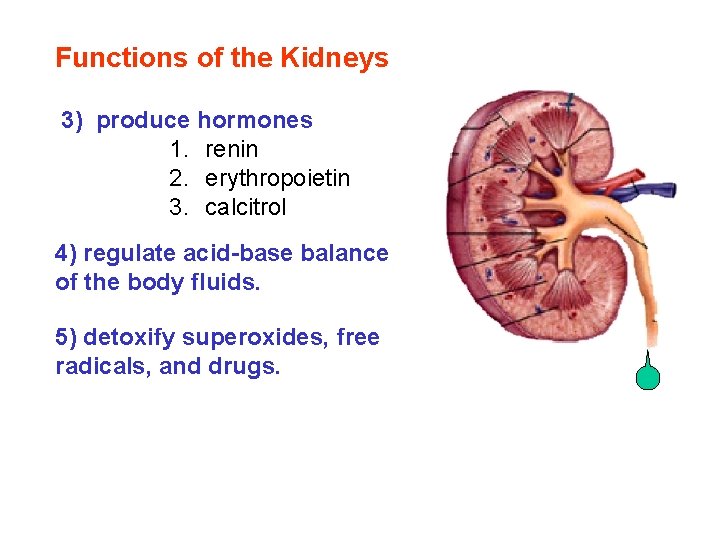 Functions of the Kidneys 3) produce hormones 1. renin 2. erythropoietin 3. calcitrol 4) Functions of the Kidneys 3) produce hormones 1. renin 2. erythropoietin 3. calcitrol 4)