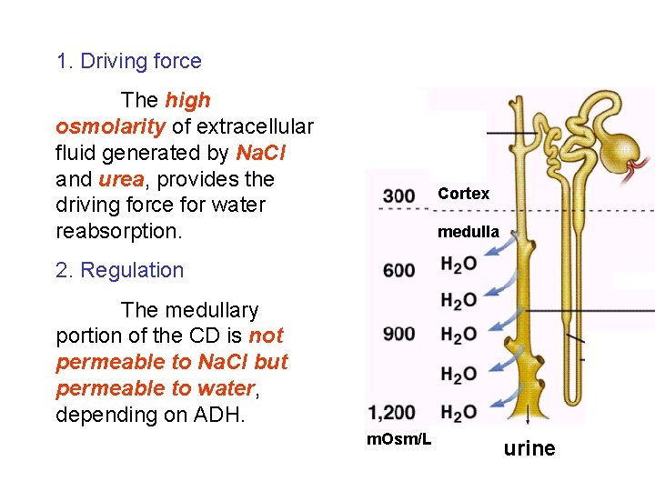1. Driving force The high osmolarity of extracellular fluid generated by Na. Cl and 1. Driving force The high osmolarity of extracellular fluid generated by Na. Cl and