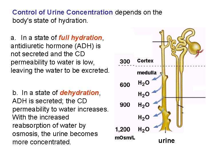 Control of Urine Concentration depends on the body's state of hydration. a. In a Control of Urine Concentration depends on the body's state of hydration. a. In a