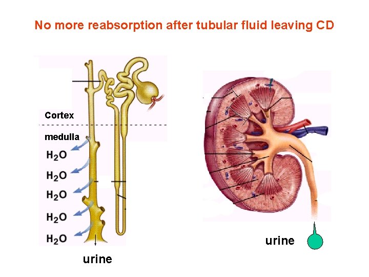 No more reabsorption after tubular fluid leaving CD Cortex medulla urine No more reabsorption after tubular fluid leaving CD Cortex medulla urine