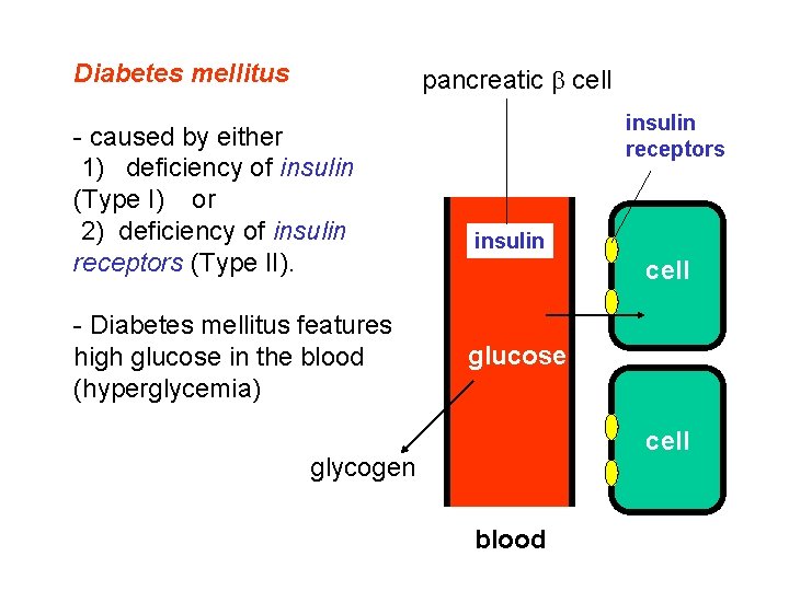 Diabetes mellitus pancreatic cell - caused by either 1) deficiency of insulin (Type I) Diabetes mellitus pancreatic cell - caused by either 1) deficiency of insulin (Type I)