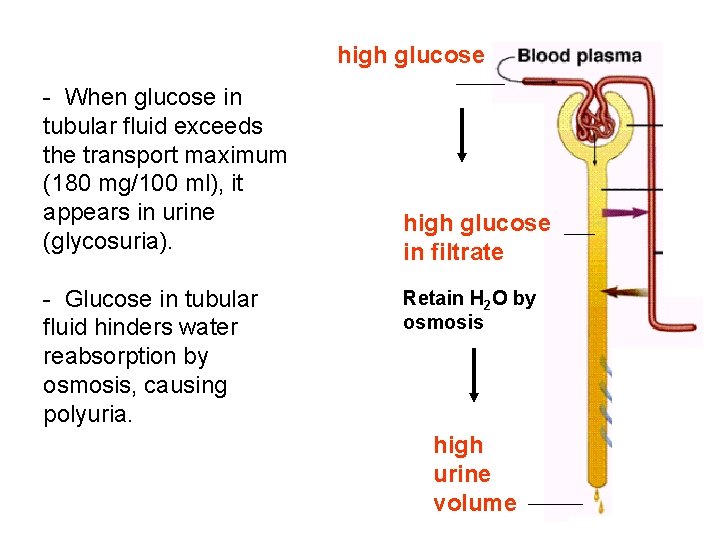 high glucose - When glucose in tubular fluid exceeds the transport maximum (180 mg/100 high glucose - When glucose in tubular fluid exceeds the transport maximum (180 mg/100