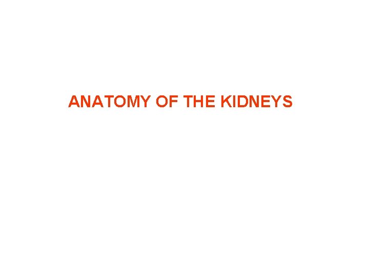 ANATOMY OF THE KIDNEYS ANATOMY OF THE KIDNEYS