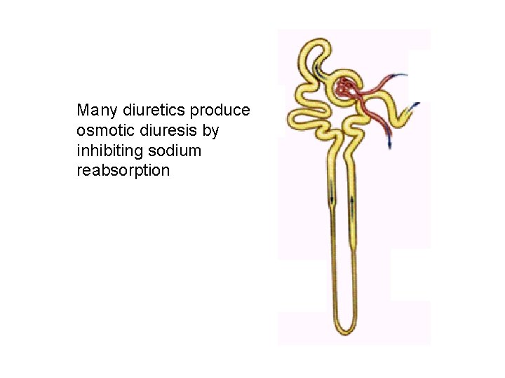 Many diuretics produce osmotic diuresis by inhibiting sodium reabsorption Many diuretics produce osmotic diuresis by inhibiting sodium reabsorption