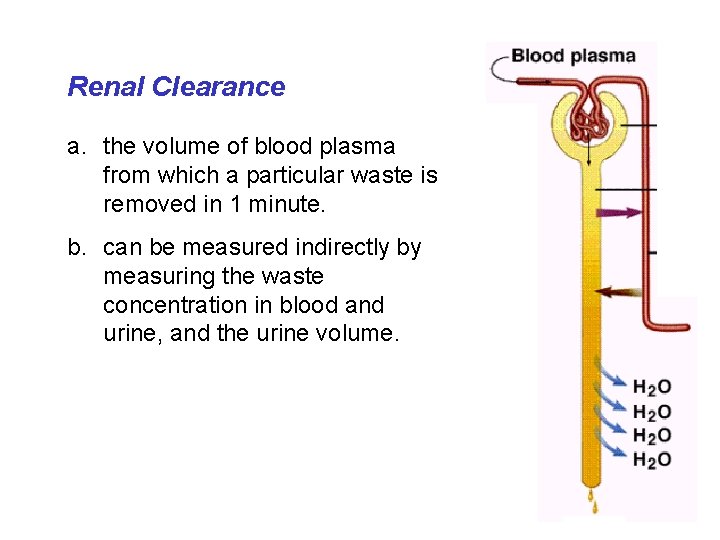 Renal Clearance a. the volume of blood plasma from which a particular waste is Renal Clearance a. the volume of blood plasma from which a particular waste is