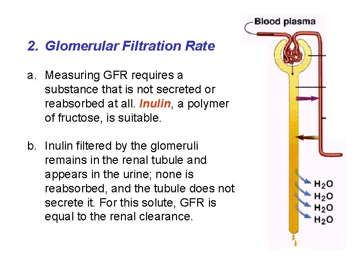 2. Glomerular Filtration Rate a. Measuring GFR requires a substance that is not secreted 2. Glomerular Filtration Rate a. Measuring GFR requires a substance that is not secreted