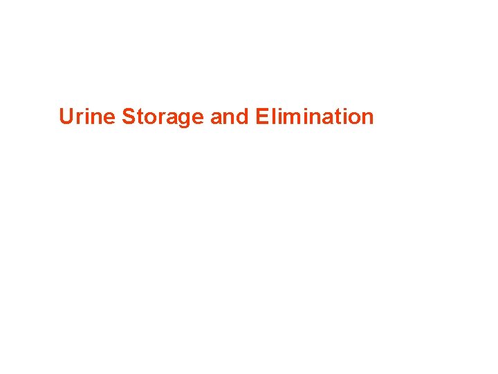 Urine Storage and Elimination Urine Storage and Elimination