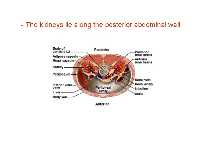 - The kidneys lie along the posterior abdominal wall - The kidneys lie along the posterior abdominal wall