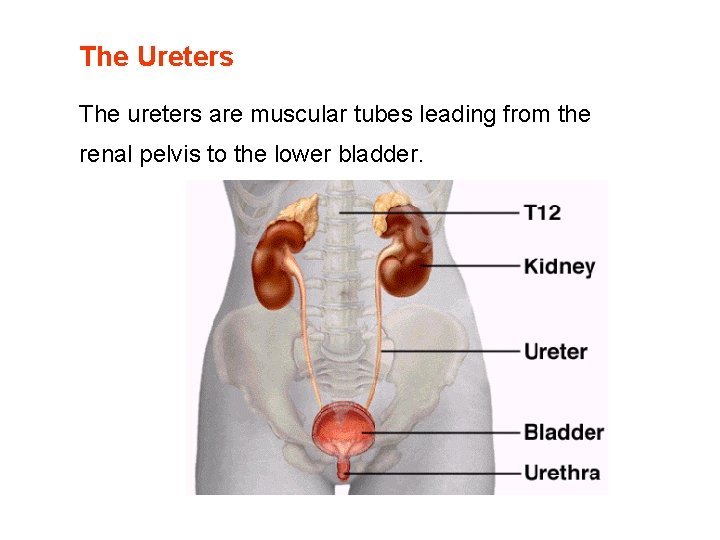 The Ureters The ureters are muscular tubes leading from the renal pelvis to the The Ureters The ureters are muscular tubes leading from the renal pelvis to the