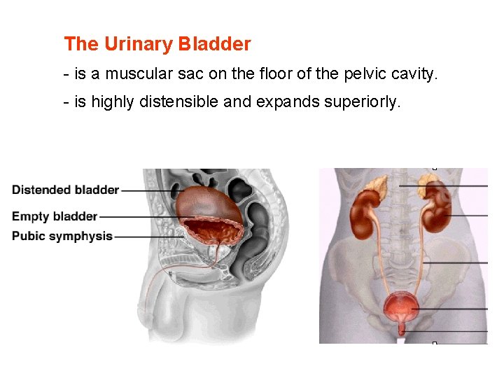 The Urinary Bladder - is a muscular sac on the floor of the pelvic The Urinary Bladder - is a muscular sac on the floor of the pelvic