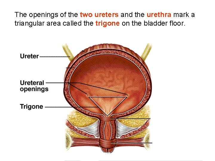 The openings of the two ureters and the urethra mark a triangular area called The openings of the two ureters and the urethra mark a triangular area called