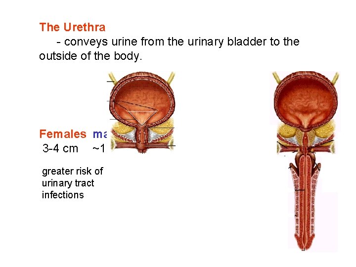 The Urethra - conveys urine from the urinary bladder to the outside of the The Urethra - conveys urine from the urinary bladder to the outside of the