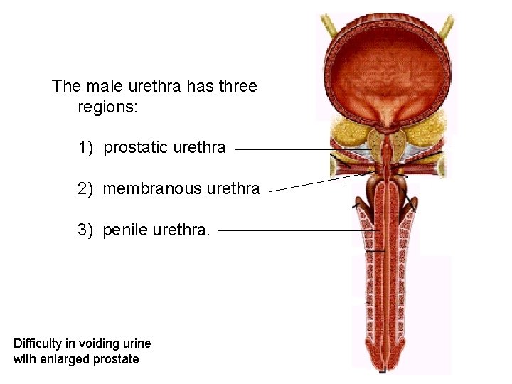 The male urethra has three regions: 1) prostatic urethra 2) membranous urethra 3) penile The male urethra has three regions: 1) prostatic urethra 2) membranous urethra 3) penile
