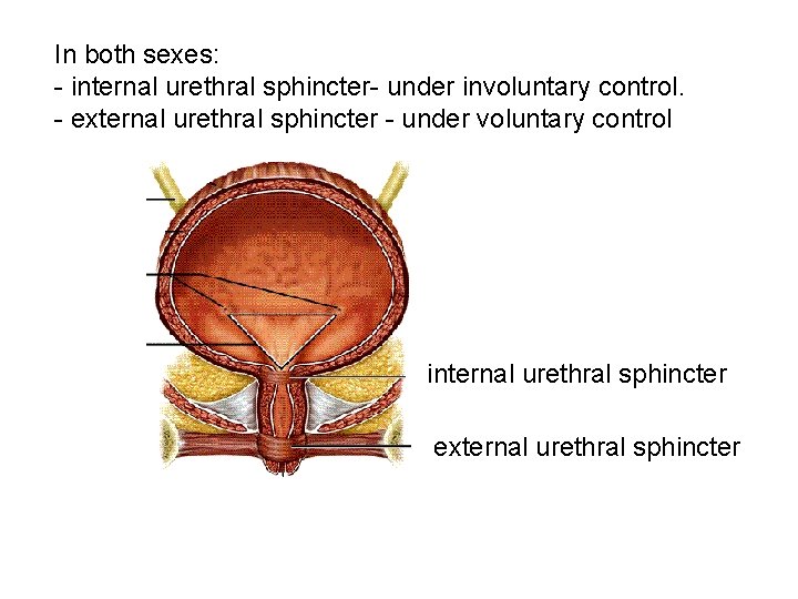 In both sexes: - internal urethral sphincter- under involuntary control. - external urethral sphincter In both sexes: - internal urethral sphincter- under involuntary control. - external urethral sphincter