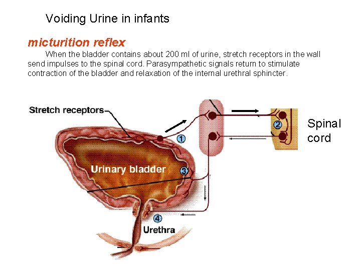 Voiding Urine in infants micturition reflex When the bladder contains about 200 ml of Voiding Urine in infants micturition reflex When the bladder contains about 200 ml of