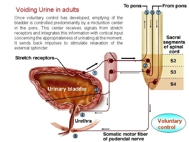Voiding Urine in adults 2. Once voluntary control has developed, emptying of the bladder Voiding Urine in adults 2. Once voluntary control has developed, emptying of the bladder